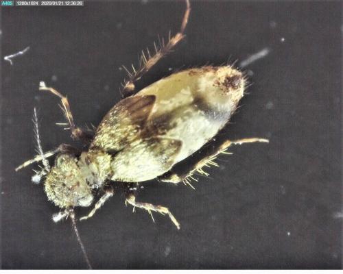 Pteroxanium kelloggi
